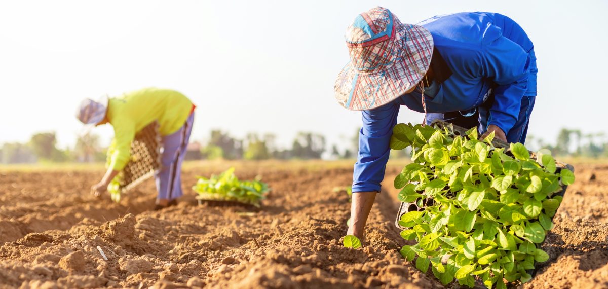 2020’s CHALLENGES FOR GLOBAL TOBACCO FARMERS